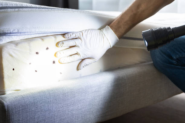 Best Bed Bug Extermination  in Braidwood, IL